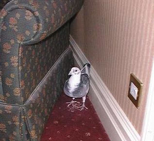 Pigeon in hotel room